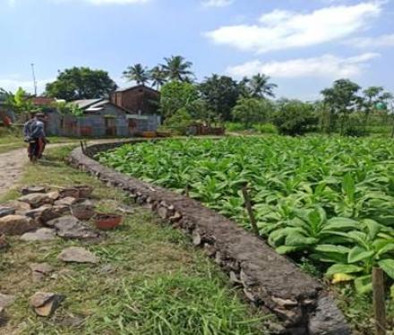 TALUTT Repok Suren Dusun Embung Karung 3